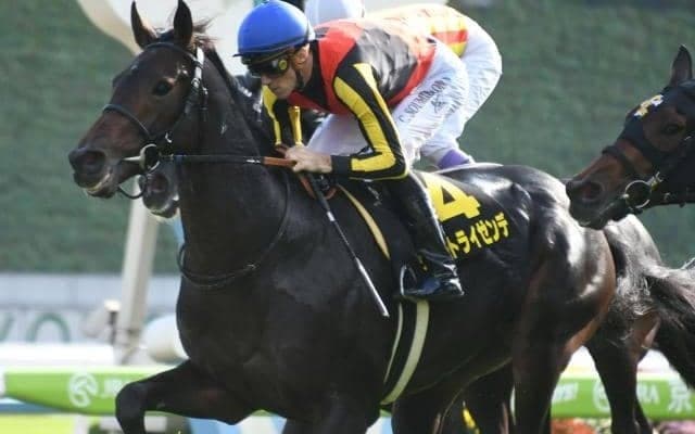 【次走】神戸新聞杯2着のヴェルトライゼンデは菊花賞へ向かう