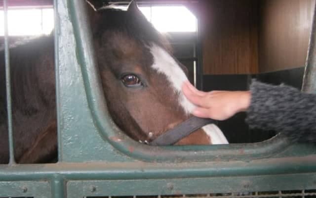 1995年の宝塚記念を勝利したダンツシアトルが死亡