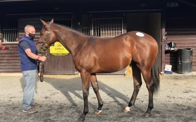 橋田満調教師が英セールで1歳馬2頭を落札「素晴らしい可能性を感じる馬」