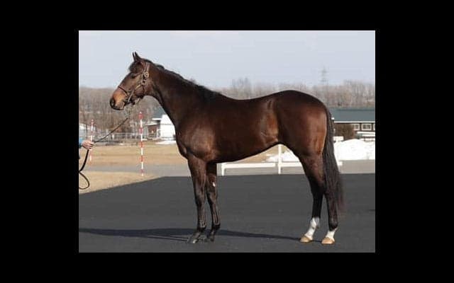 シテフローラルは、スタッフ曰く「兄サトノクラウンによく似ている」