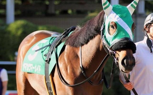 【オパールSハンデ確定】ヤマカツマーメイドは51.0kg、ダノンチェイサーは56.0kg