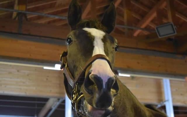 【サウジアラビアRC展望】後のGI馬を次々輩出する出世レース