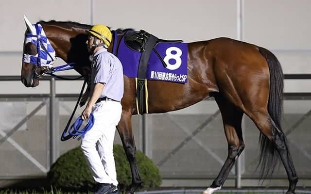 【東京盃】浦和のフランシスコダイゴは出走取消