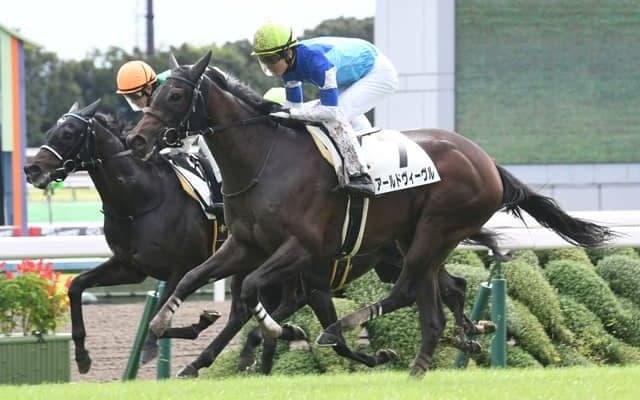 【京都5R新馬戦結果】アールドヴィーヴルが直線一気でV