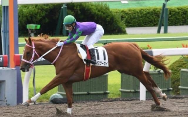 【京都4R新馬戦結果】ディオスクーロイが5馬身差で圧勝
