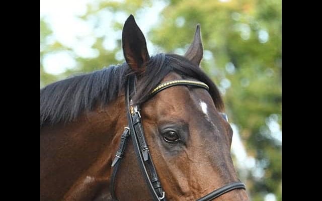 【次走】キセキは武豊騎手騎乗で天皇賞・秋へ