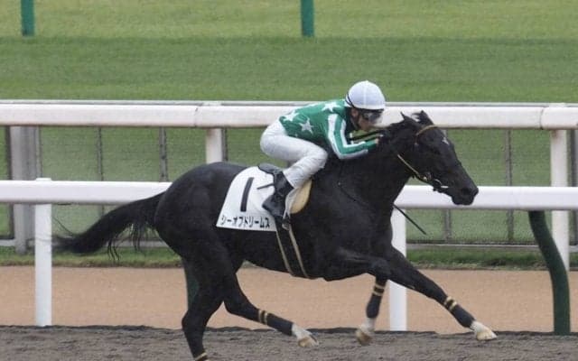 【新馬/東京4R】シーオブドリームスが5馬身差圧勝でデビュー勝ち