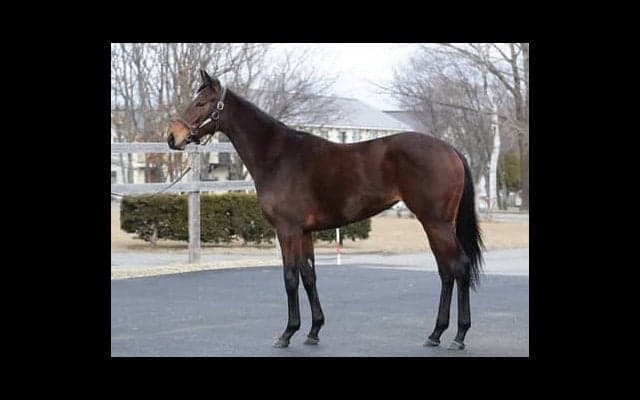 ワグネリアンの妹ミスフィガロ。友道調教師曰く「キレがありそう」