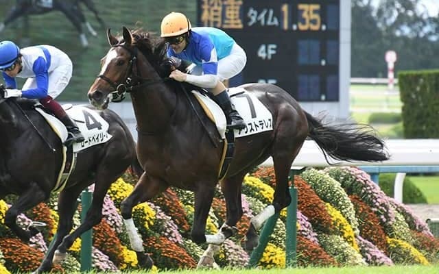 【菊花賞予想】 厩舎の底力で打倒コントレイルに挑む！ 厩舎データから弾き出した今週の注目馬は？/JRAレース展望