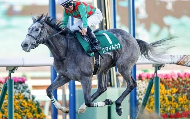 【富士S枠順確定】スマイルカナは6枠7番、サトノアーサーは4枠4番