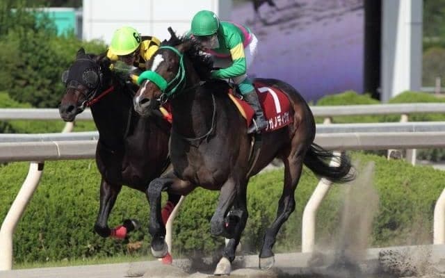 園田でダートグレードVのタガノディグオが園田へ移籍