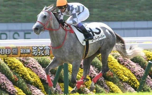 【京都5R新馬戦結果】外国産馬スーパーウーパーが逃げ切り勝ち