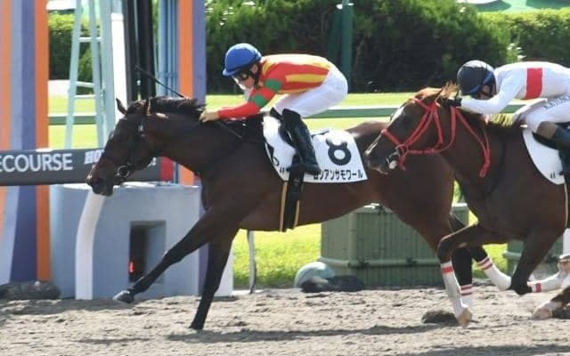 【京都4R新馬戦結果】アメリカンファラオ産駒ロシアンサモワールが人気に応えてV