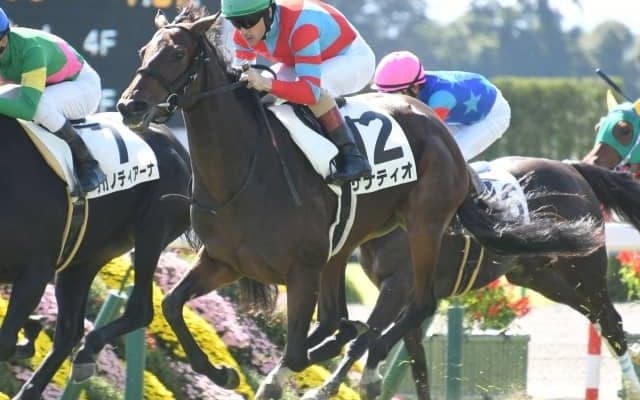 【京都4R新馬戦結果】サナティオが差し切り新馬勝ち