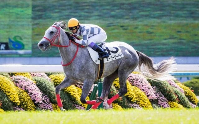 【新馬/京都5R】武豊 スーパーウーパーがデビューV