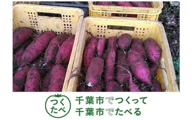 ロッテ、特産品「サツマイモ」を11・1先着300人に無料配布「千葉市が栽培発祥の地」