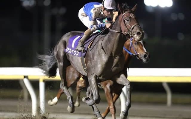 【船橋・平和賞結果】マカベウスが人気に応えて差し切りV、重賞初制覇