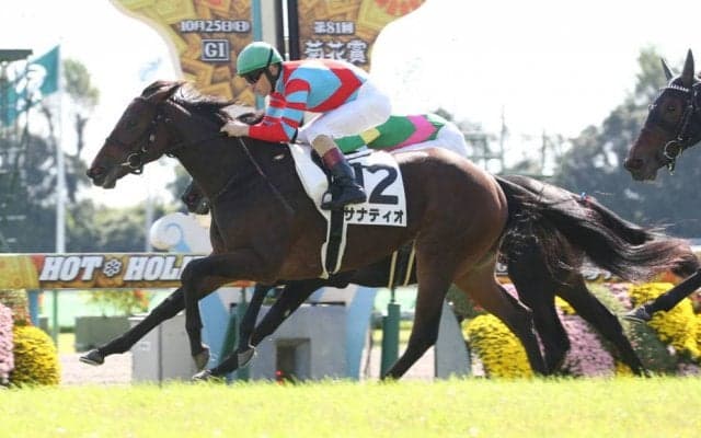 【新馬/京都4R】ディープ産駒 サナティオがデビューV！ダービー馬全妹は3着