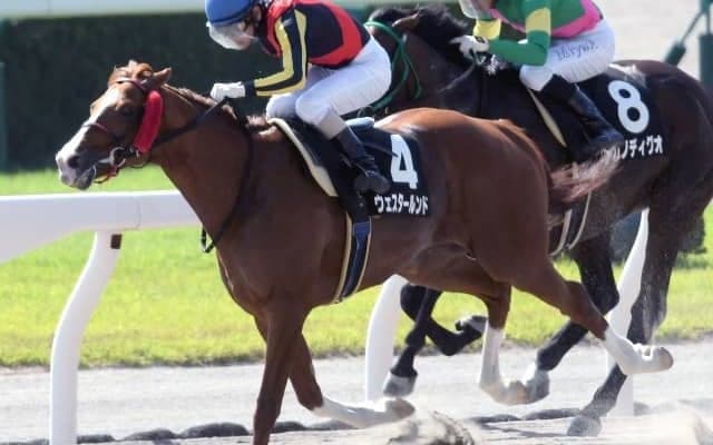【みやこS出走馬決定順】フルゲート16頭にワイドファラオ・クリンチャーなど11頭