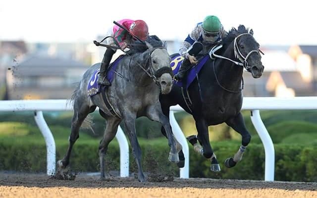 【大井・JBC予想】 ダートの祭典で注目の血統は3冠馬と異なる!? 亀谷敬正が紐解くJBC攻略法/地方競馬レース展望