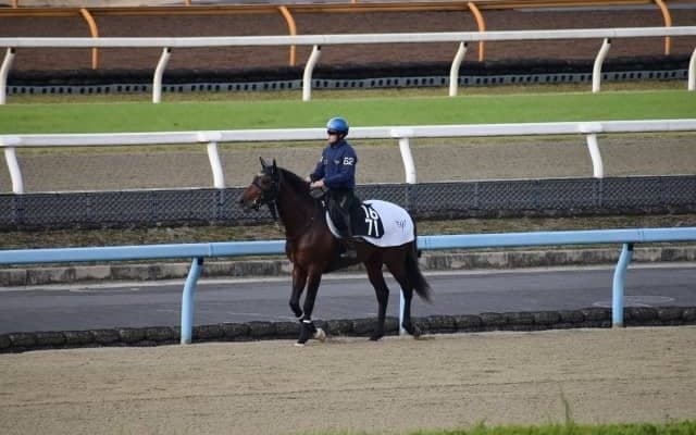 シュアーウィナーなど、先週のゲート試験/栗東トレセンニュース