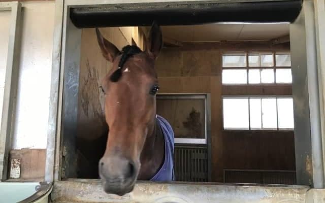 【JBCクラシック】クリソベリル陣営「ブラックスピネルが後押ししてくれるんじゃないかな」/ねぇさんのトレセン密着