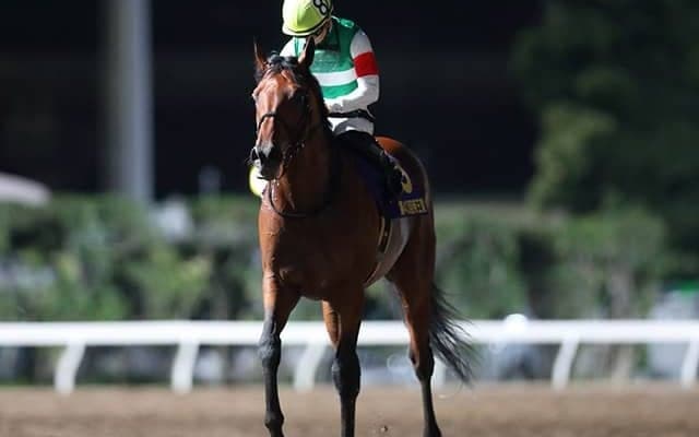 【JBCクラシック 17時時点オッズ】クリソベリルが単勝1.3倍の断然人気