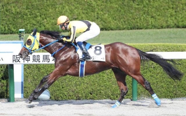 【新馬/阪神4R】ワイズマンハートが6馬身差圧勝V