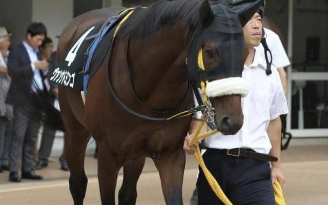 【福島記念ハンデ確定】ヴァンケドミンゴは55.0kg、アドマイヤジャスタは56.0kg