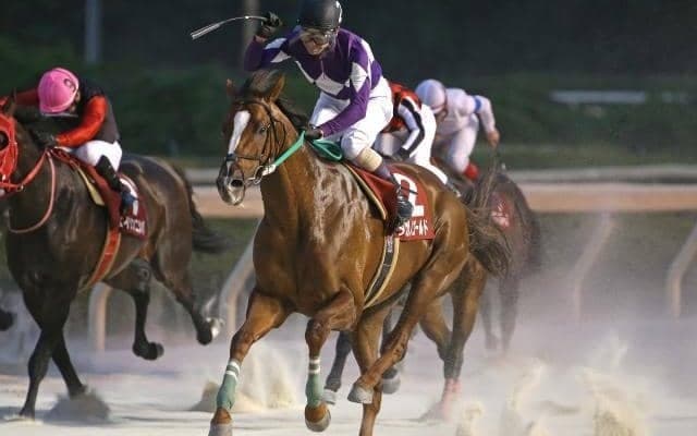 タガノゴールドの献花台を設置、北國王冠のレース後に死亡　2019年の兵庫年度代表馬、重賞8勝