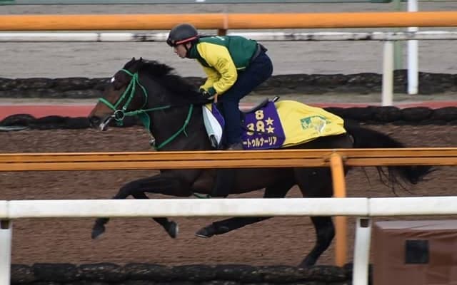 サートゥルナーリア、ジャパンC2週前追い切り速報/栗東トレセンニュース