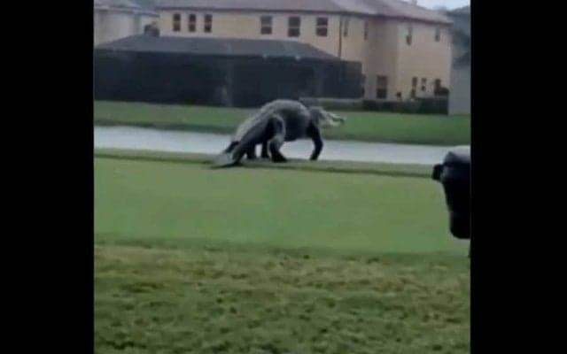  米ゴルフコースで衝撃映像　徘徊する超巨大ワニにSNS騒然「こんなの見たら気絶だ！」