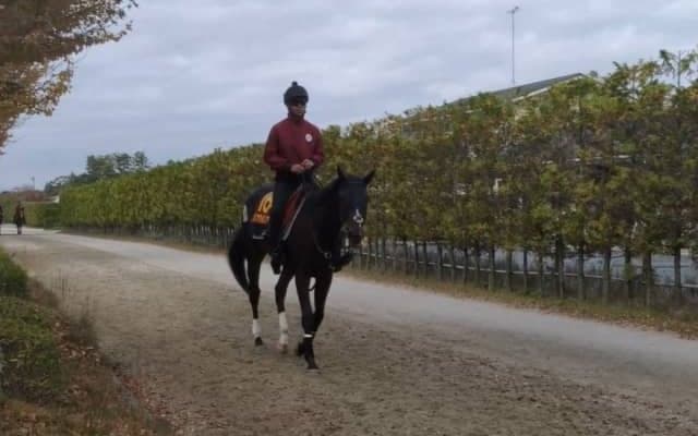 【エリザベス女王杯】リアアメリア陣営「前走後のダメージはなく体も戻っている」/ねぇさんのトレセン密着
