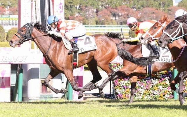 【新馬/阪神5R】ドゥラメンテ産駒 アトミックフレアがデビューV