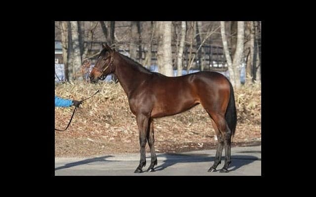 『こんなに動けるんだ』とスタッフが感嘆。逸材グランワルツが初陣へ