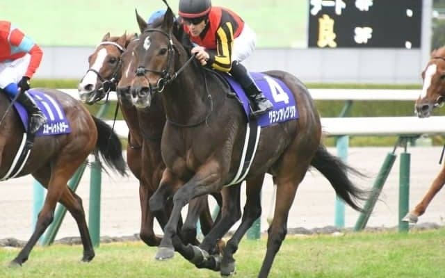 【マイルCS】売上は176億4100万0900円で昨年から増加