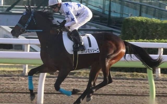 【地方競馬】サバノミッソーニ、大井競馬場でデビュー！