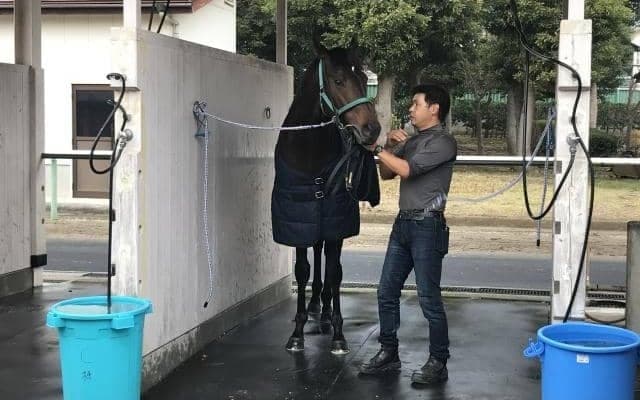 【ジャパンC】キセキ陣営「今の時季が合う」/ねぇさんのトレセン密着