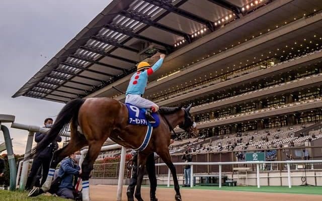 【本日の注目ポイント】三冠馬3頭が激突のジャパンC　阪神では京阪杯