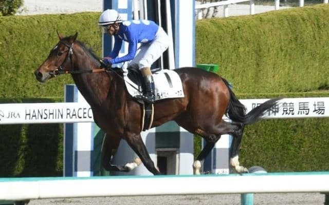 【阪神3R新馬戦結果】5番人気のタイセイヴィーナスが快勝