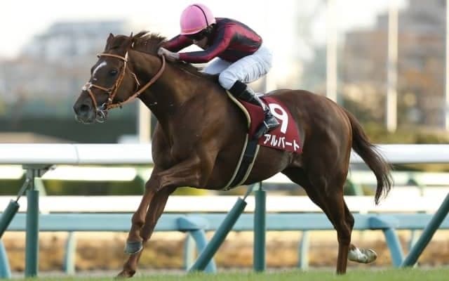 【ステイヤーズS見どころ】同一重賞4勝目を狙うアルバートに注目