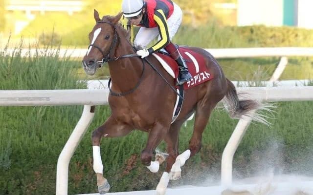 【園田・兵庫ジュニアGP結果】デュアリストが逃げ切り無傷3連勝で重賞V