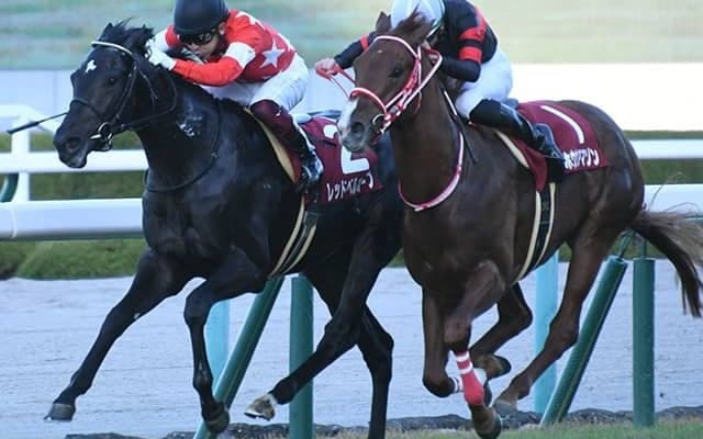 【朝日杯FS想定】デイリー杯2歳S覇者レッドベルオーブ、サウジアラビアRC覇者ステラヴェローチェなど
