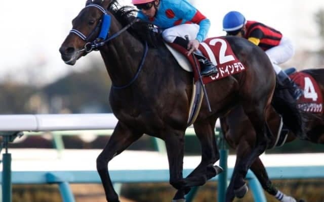 モンドインテロ引退　29戦目、昨年のステイヤーズSで重賞初制覇