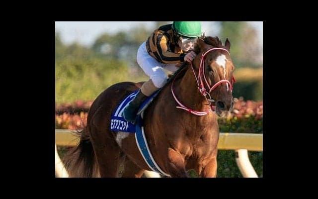 チャンピオンズＣで不気味な一頭。今年最初のＧＩ覇者に一発はある