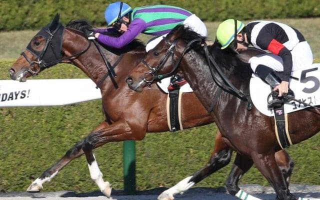 【新馬/阪神6R】アドマイヤマックス産駒 イナズマテーラーがデビューV