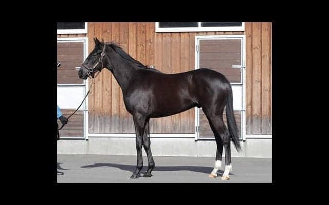 世界的な名馬の血筋を引くギルティブラックは「初戦から十分やれる」