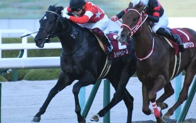 【朝日杯FS予想オッズ】デイリー杯2歳S覇者レッドベルオーブが人気の中心