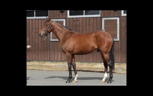 欧州ＧＩ２勝の姉を持つセブンフォールドは「鍛えながらよくなる印象」