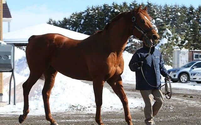 【地方競馬】全日本2歳優駿から見た地方競馬の種牡馬勢力図/田中哲実コラム